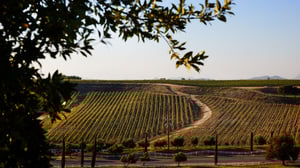 Expansive vineyard rows at Bel Vino Winery in Temecula captured during golden hour.
