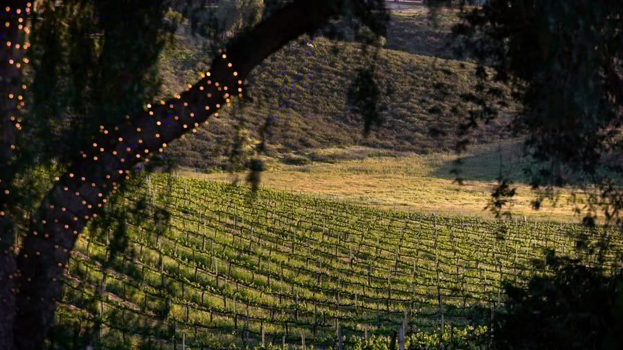 Rows of grapevines at Bel Vino Winery captured at twilight with soft golden lighting through vineyard trees.