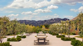 Pathway lined with olive trees and picnic-style seating in the Canopy Grove courtyard, framed by scenic mountains.