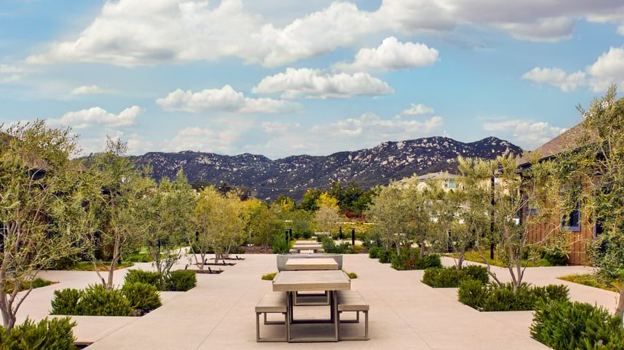Pathway lined with olive trees and picnic-style seating in the Canopy Grove courtyard, framed by scenic mountains.