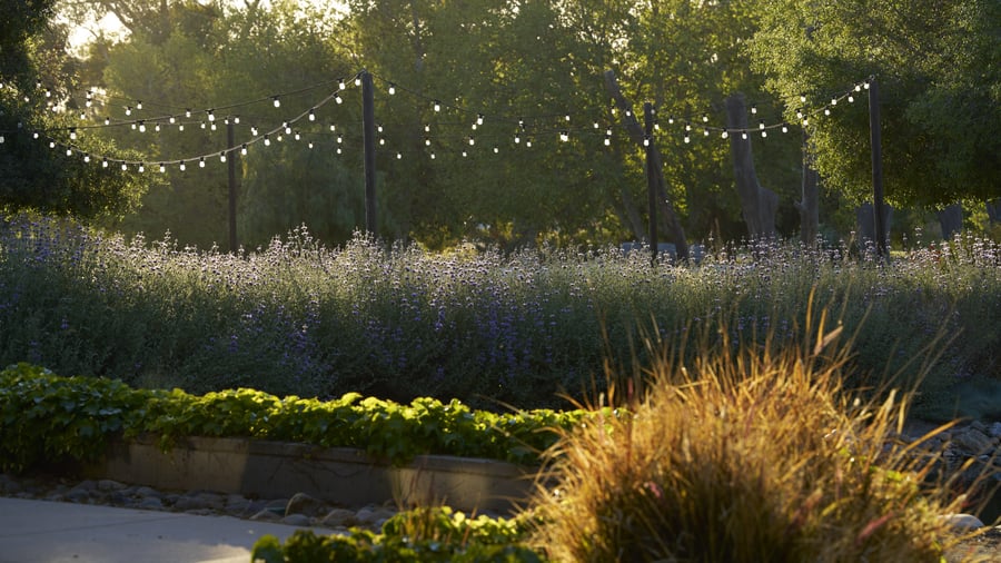 Romantic evening garden setting at Galway Downs featuring string light canopy, wildflower meadows, ornamental grasses, and golden hour lighting perfect for outdoor wedding receptions in Temecula wine country