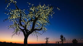 Sunset and led tree - Boulder Ridge by Wedgewood Events