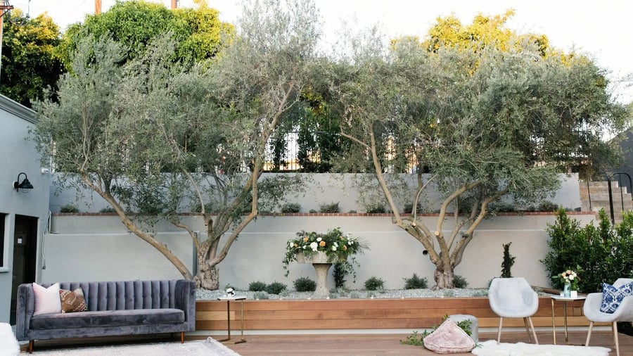 Modern outdoor seating area featuring velvet sofa, modern chairs, and olive tree landscaping