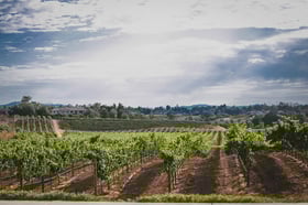 danza-del-sol-winery-by-wedgewood-events-1