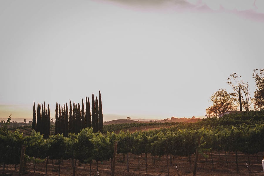 danza-del-sol-winery-by-wedgewood-events-2