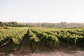 danza-del-sol-winery-by-wedgewood-events-8