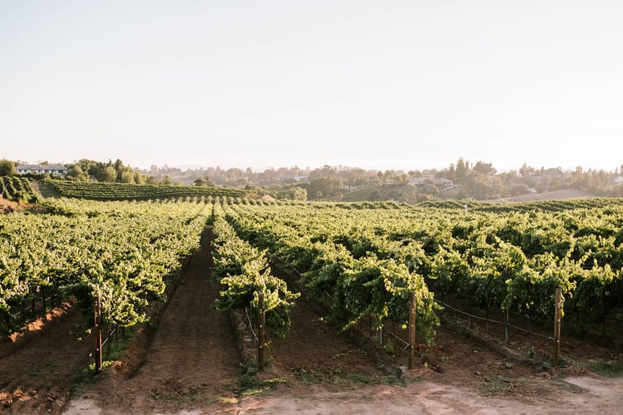 danza-del-sol-winery-by-wedgewood-events-8