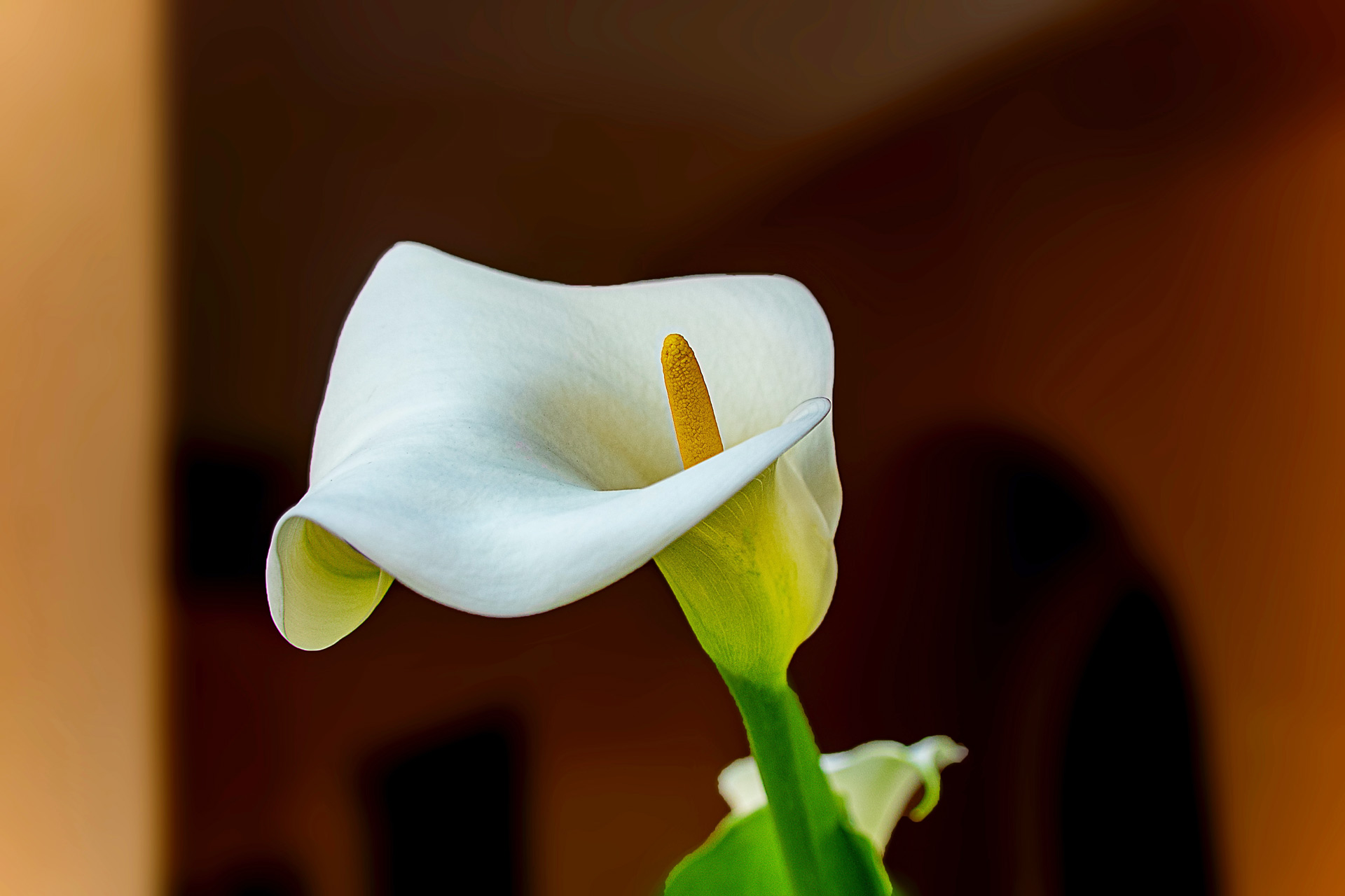 Calla Lily Flower at a Wake for a Loved One - Wedgewood Events