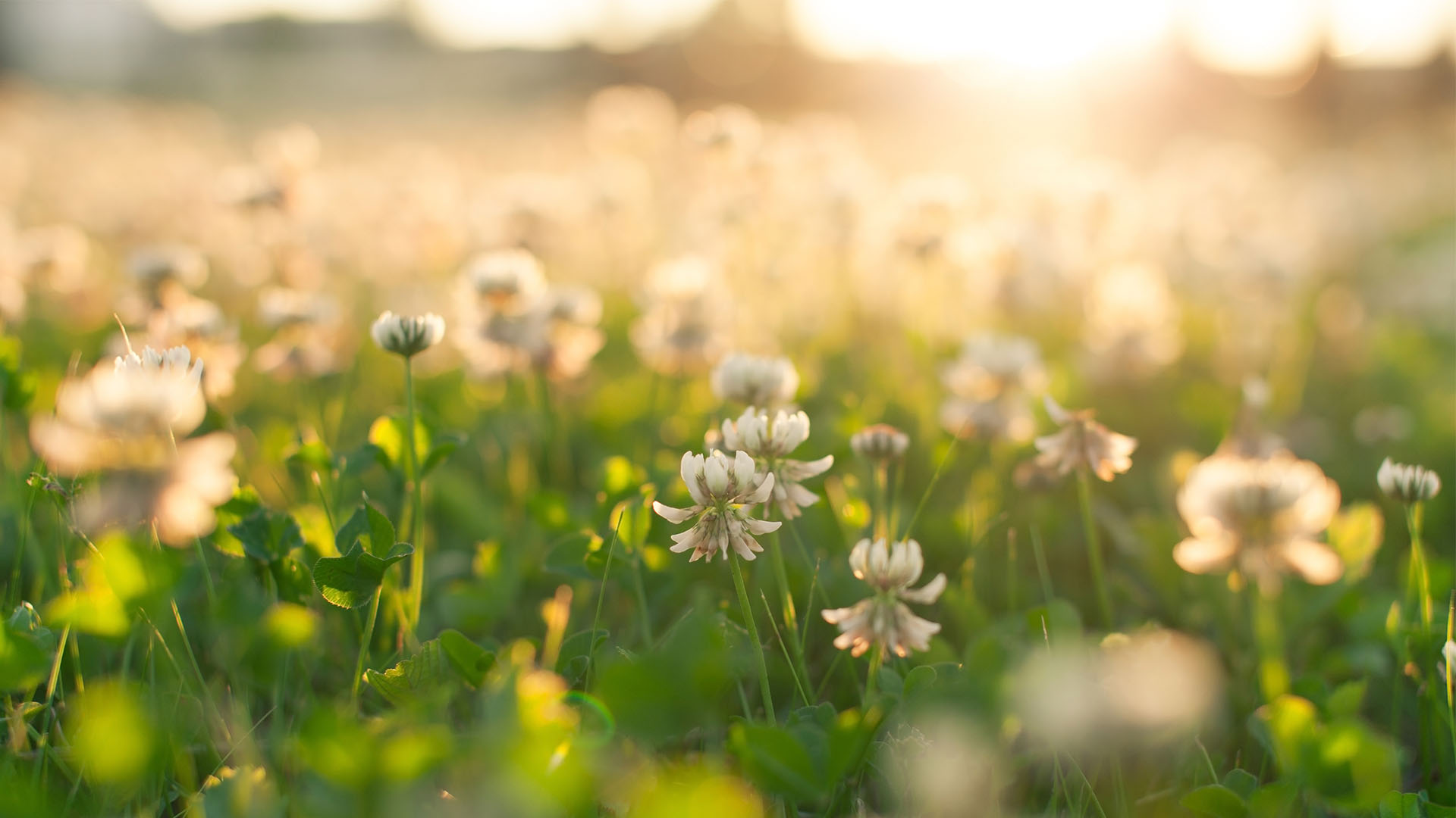 Celebration of Life Events by Wedgewood Events_0007_shutterstock_109127693